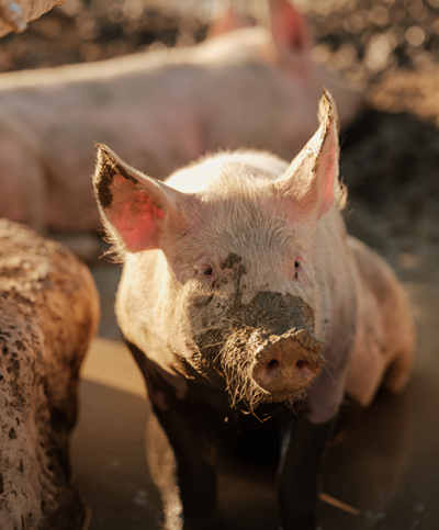 Schwein im Schlamm