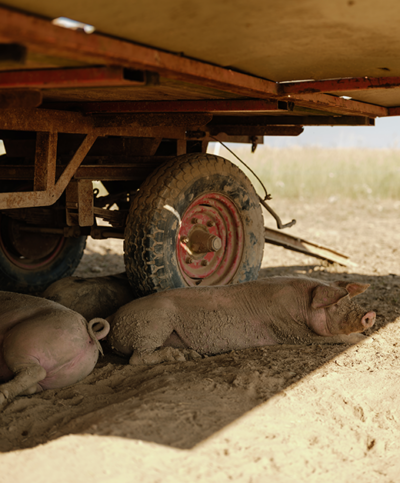 Schweine liegen im Schatten