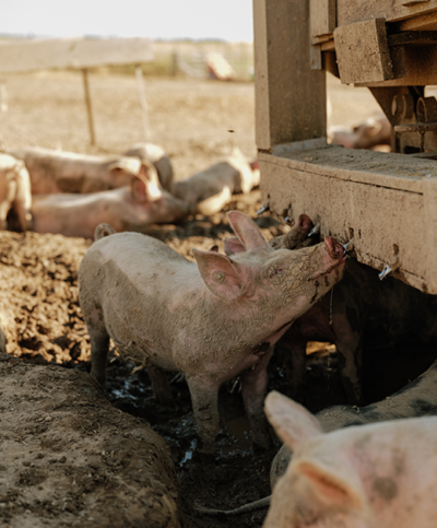 Schwein trinkt wasser