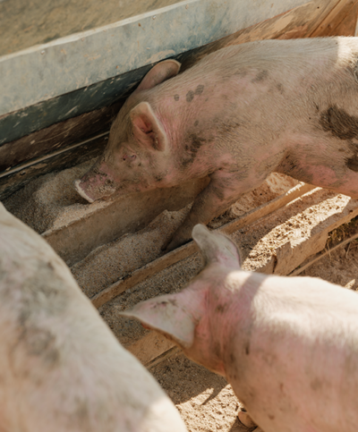 Schweine wühlen