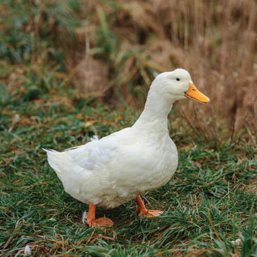 Bio Freiland-Ente von Ja! Natürlich