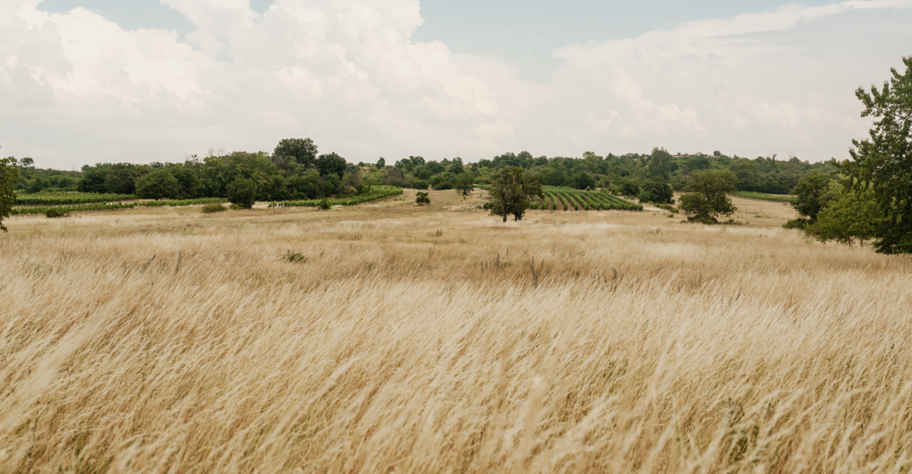 Getreide Feld und Landschaft