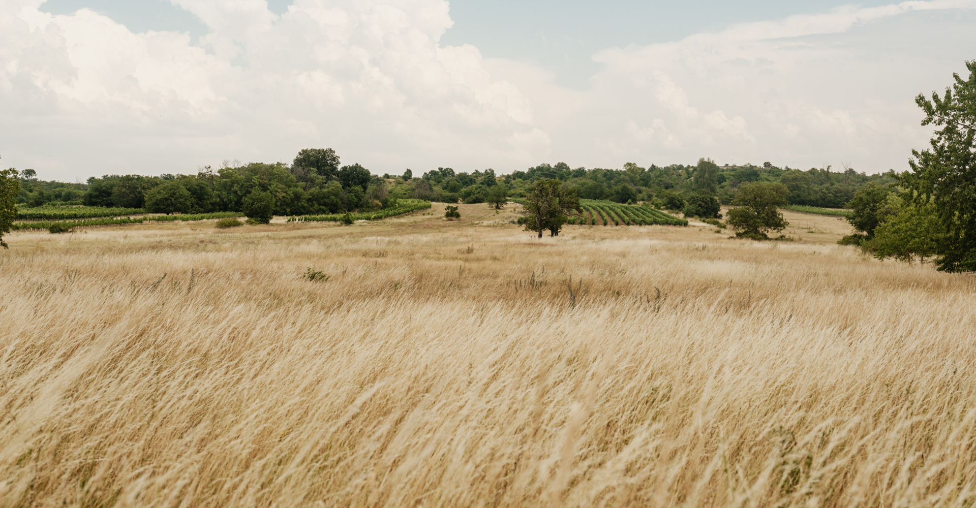 Getreide Feld und Landschaft