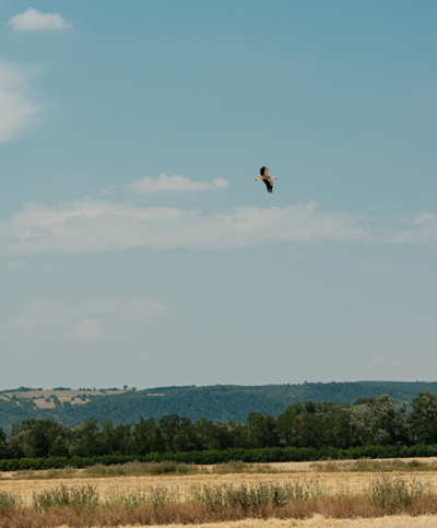 fleigender Storch über Getreide Feld
