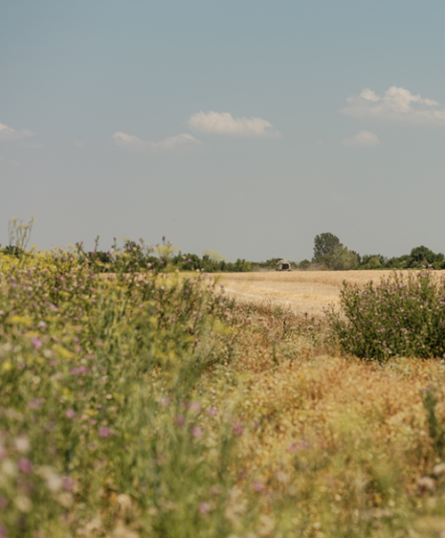 Blühstreifen neben dem Feld