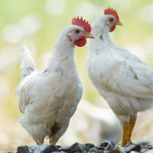 Bio Junggockel von Ja! Natürlich
