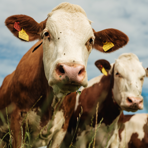 Bio Heumilchkühe von Ja! Natürlich