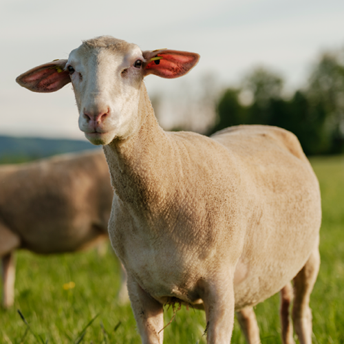 Bio Heumilchschaf von Ja! Natürlich