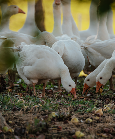 Gänse auf der Weide