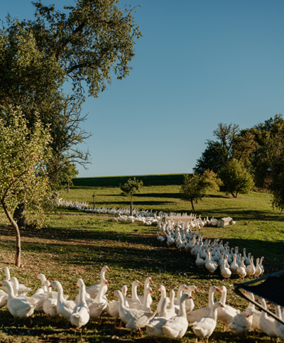Gänse auf der Weide