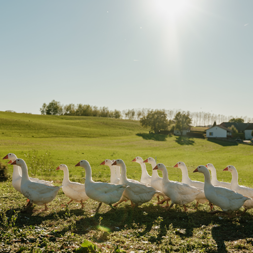 Weidegänse auf der grünen Weide