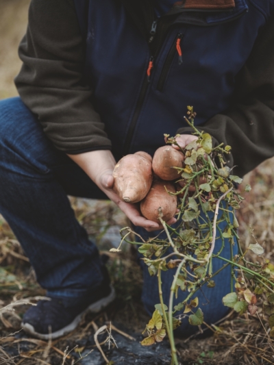 Süsskartoffeln von Andreas Sam - Ja! Natürlich