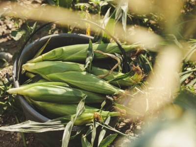 Bio-Maiskolben von Andreas Sam für Ja! Natürlich