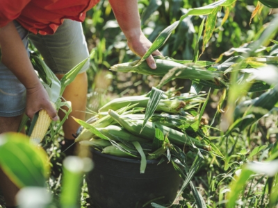 Andreas Sam am Feld - Ja! Natürlich