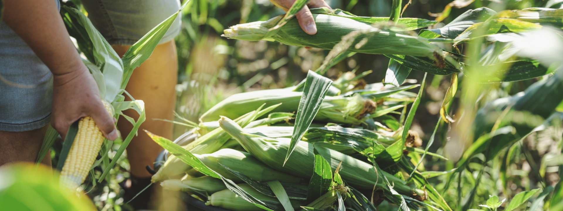 Jemand erntet Bio-Mais.