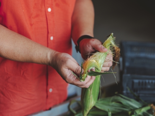 Jemand schält einen Bio-Mais.