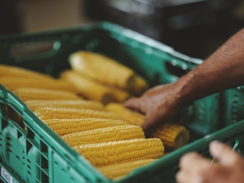 Bio-Mais in einer Kiste.
