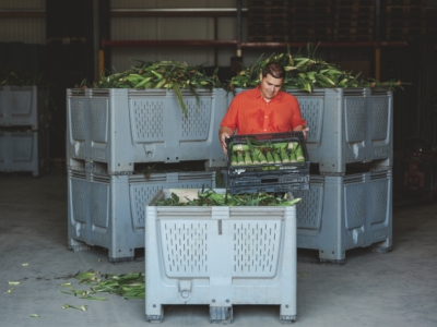 Andreas Sam packt Gemüse in Kisten - Ja! Natürlich