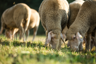 Bio-Schafe auf der Wiese.