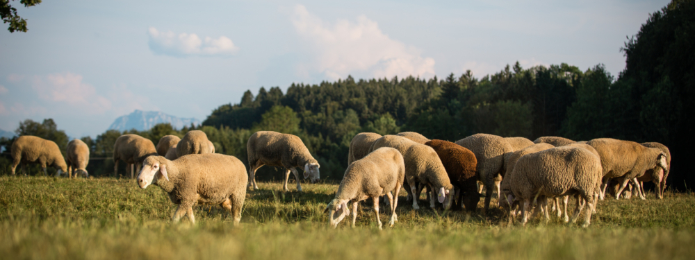 Bio-Schafe auf einer Weide.