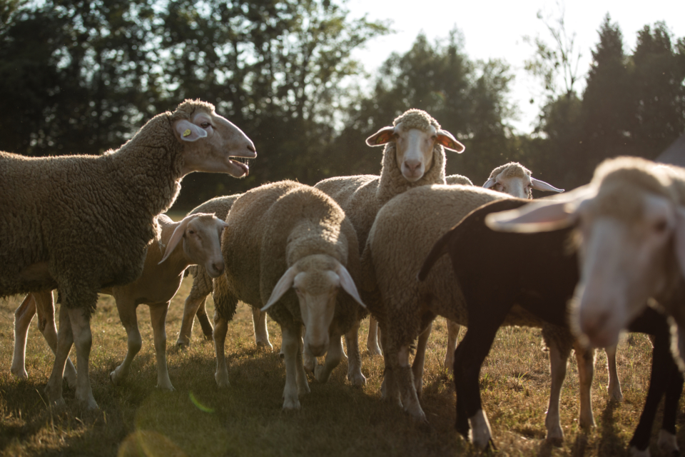 Was du über unser Bio-Lamm Fleisch wissen musst!