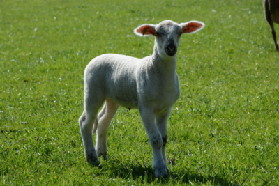 Bio-Lamm auf der Wiese.