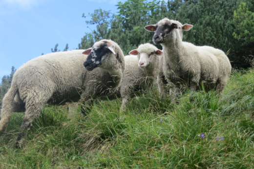 Bio-Schafe auf der Wiese.