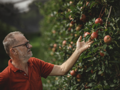 Bio-Bauer Fritz Prem begutachtet Äpfel.