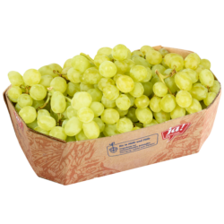 Bio-Sultana Trauben