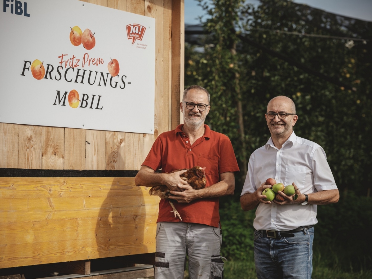 Hühner im Obstgarten