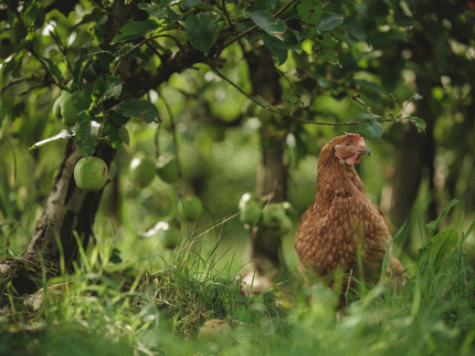 Bio-Huhn im Obstgarten