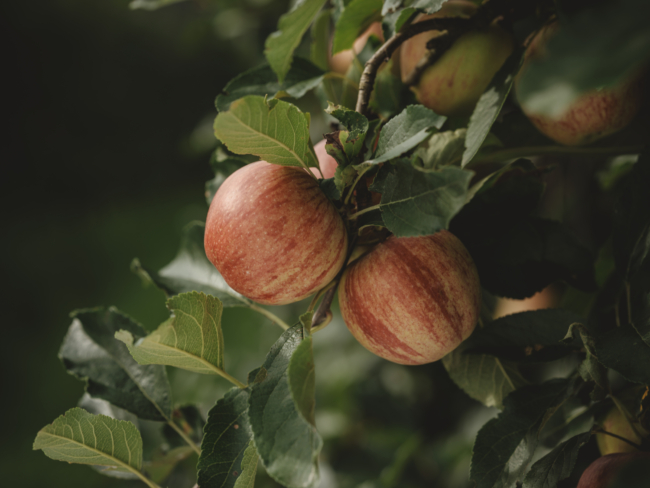 Bio-Äpfel am Baum