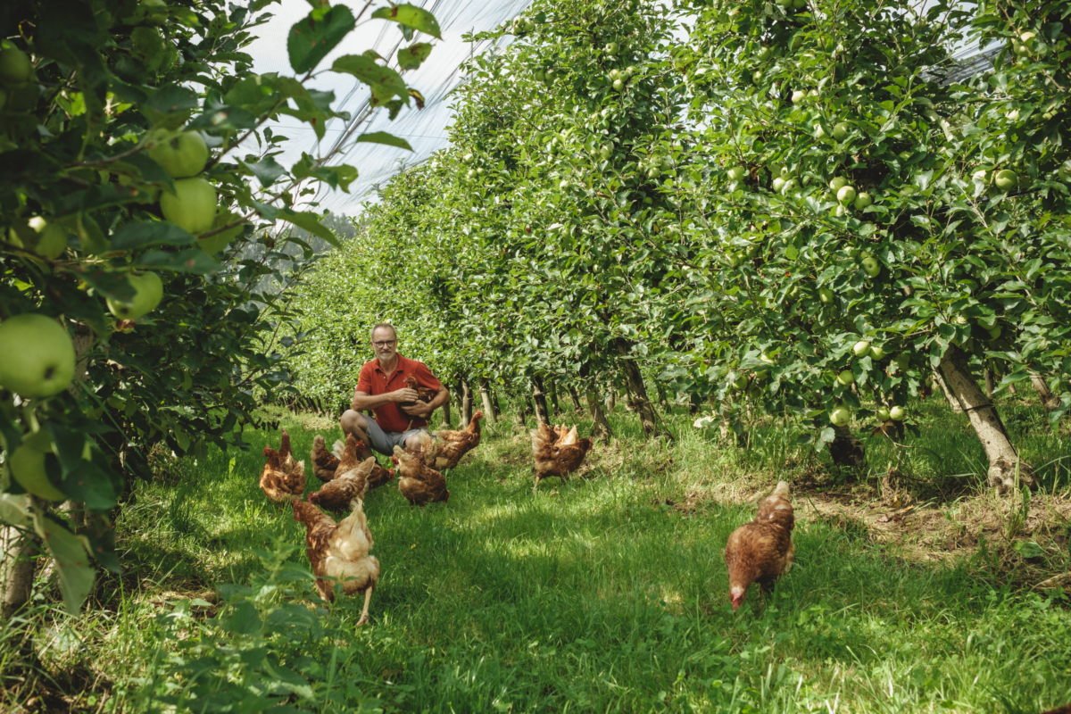 Hühner im Obstgarten