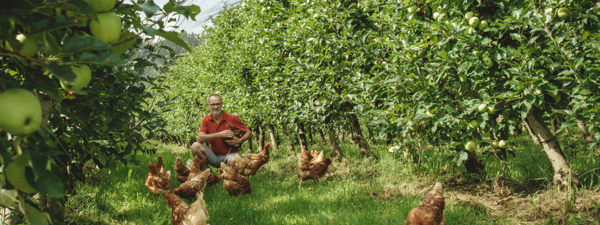 Hühner im Obstgarten