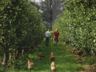 Hühner im Apfelgarten