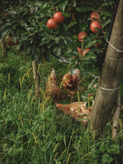 Apfelhühner