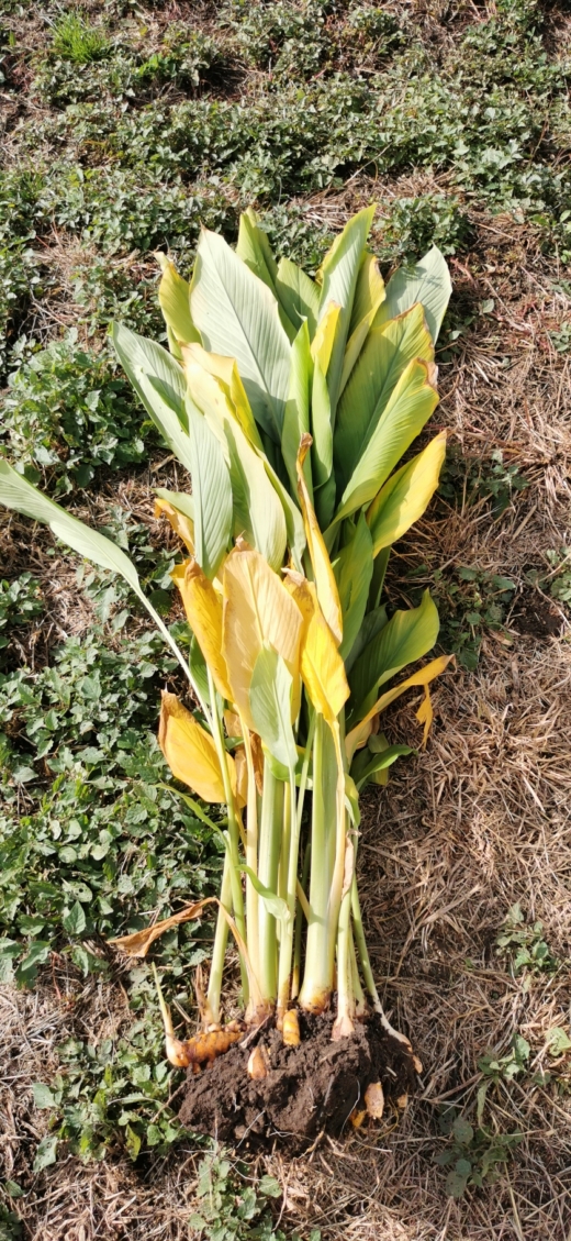 Kurkuma Pflanze - Ja! Natürlich