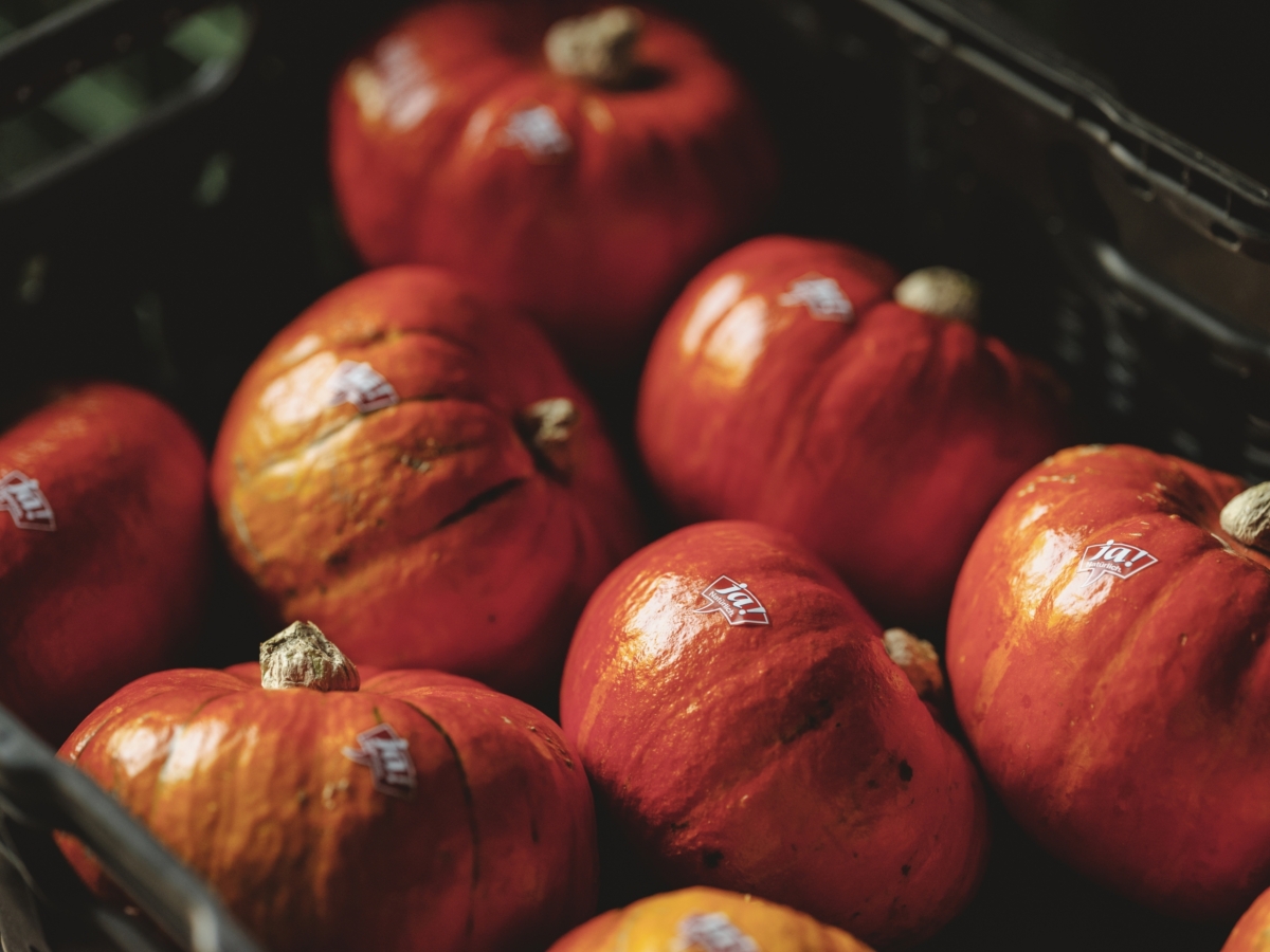 Hans Titz Hokkaido Kürbis