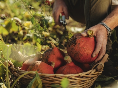 Hans Titz Hokkaido Kürbis