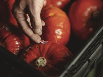 Hans Titz Hokkaido Kürbis