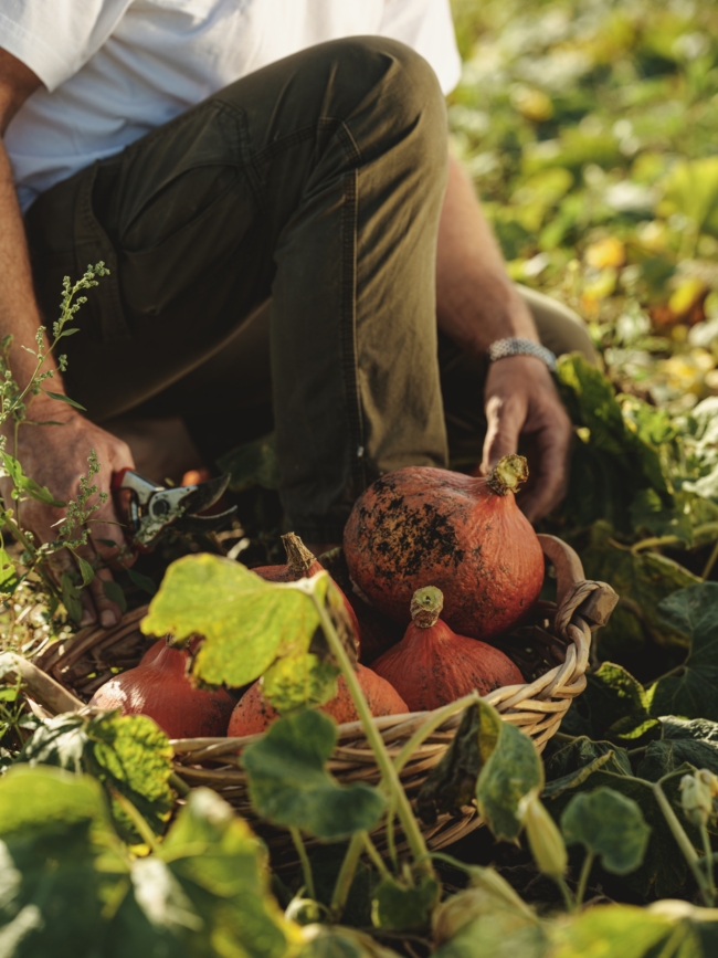 Hans Titz Hokkaido Kürbis