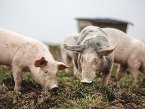 Manuel Gererstorfer Freilandschweine
