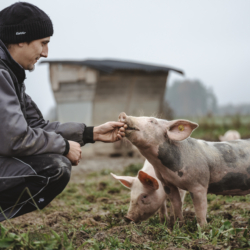 Manuel Gererstorfer Freilandschweine