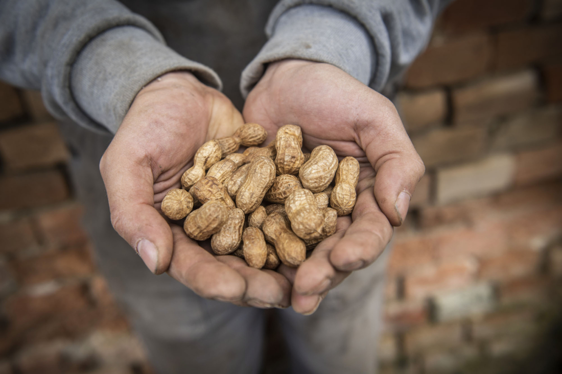 Exotisch und aus Österreich: Bio-Erdnüsse