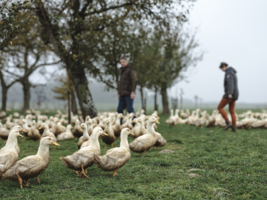 Bio-Enten Familie Forstner