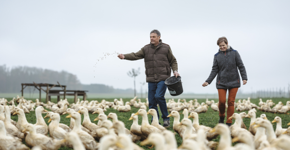 Bio-Enten Familie Forstner