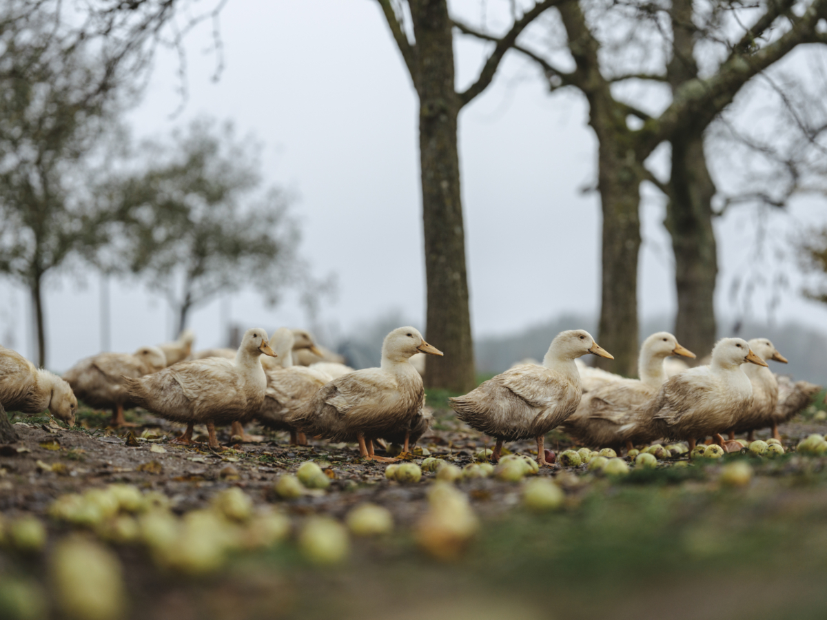 Bio-Enten Familie Forstner