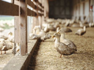 Bio-Enten Familie Forstner