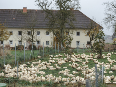 Bio-Enten Familie Forstner