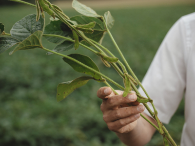 Florian Pessenlehner Soja